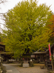 岩間寺の銀杏