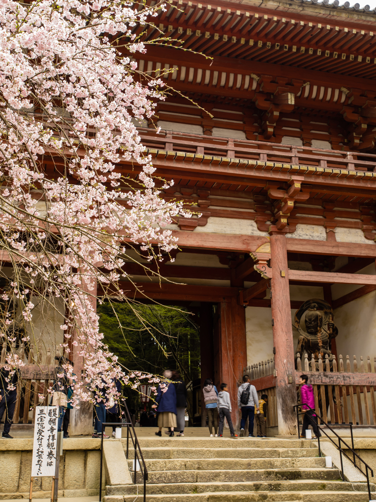 醍醐寺　桜　３