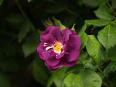 ハイジの村　薔薇　その九