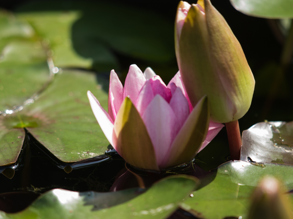 水生植物園　ローズマグノリア