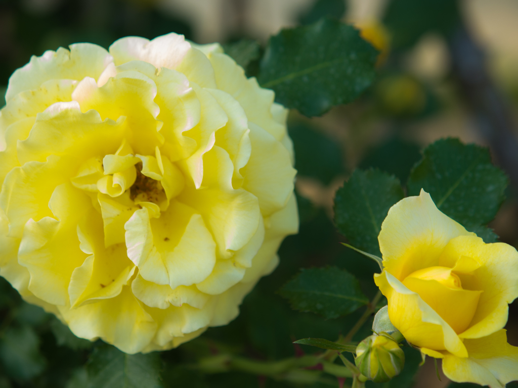 ハイジの村　薔薇　その七