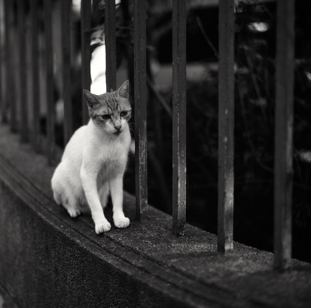 猫の気持ち