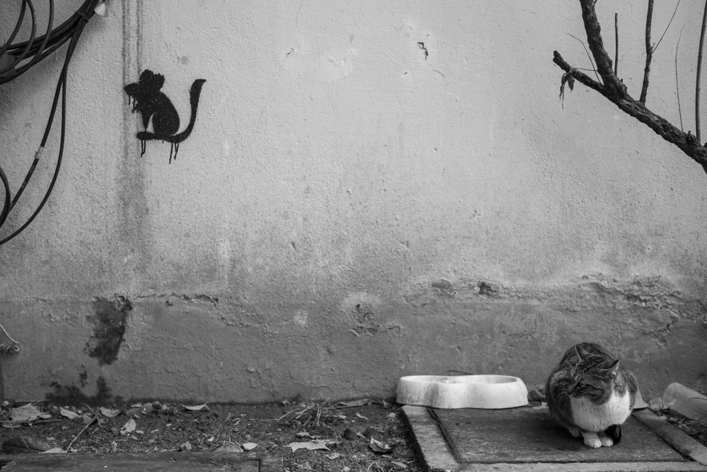 Tom & Jerry