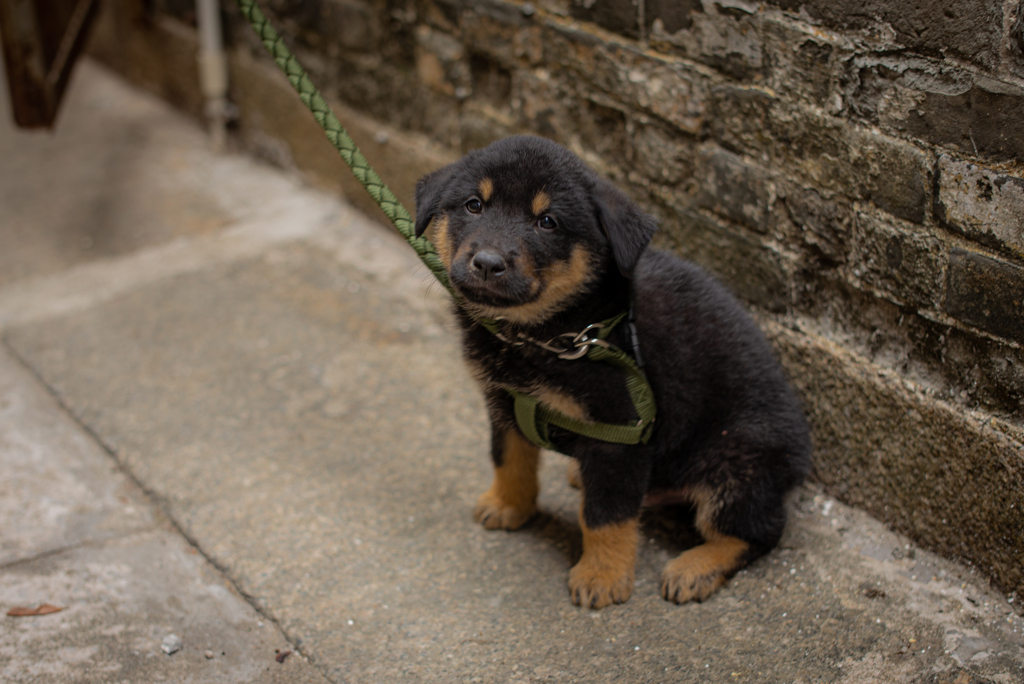 路地犬