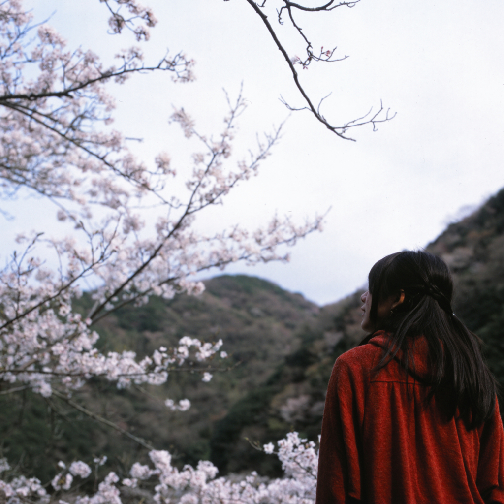  桜咲く頃