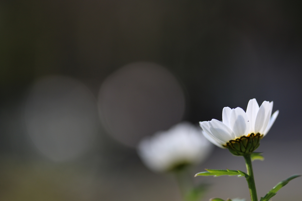 ある白い花