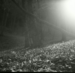 holy ground