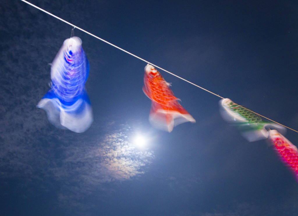 月夜に舞う