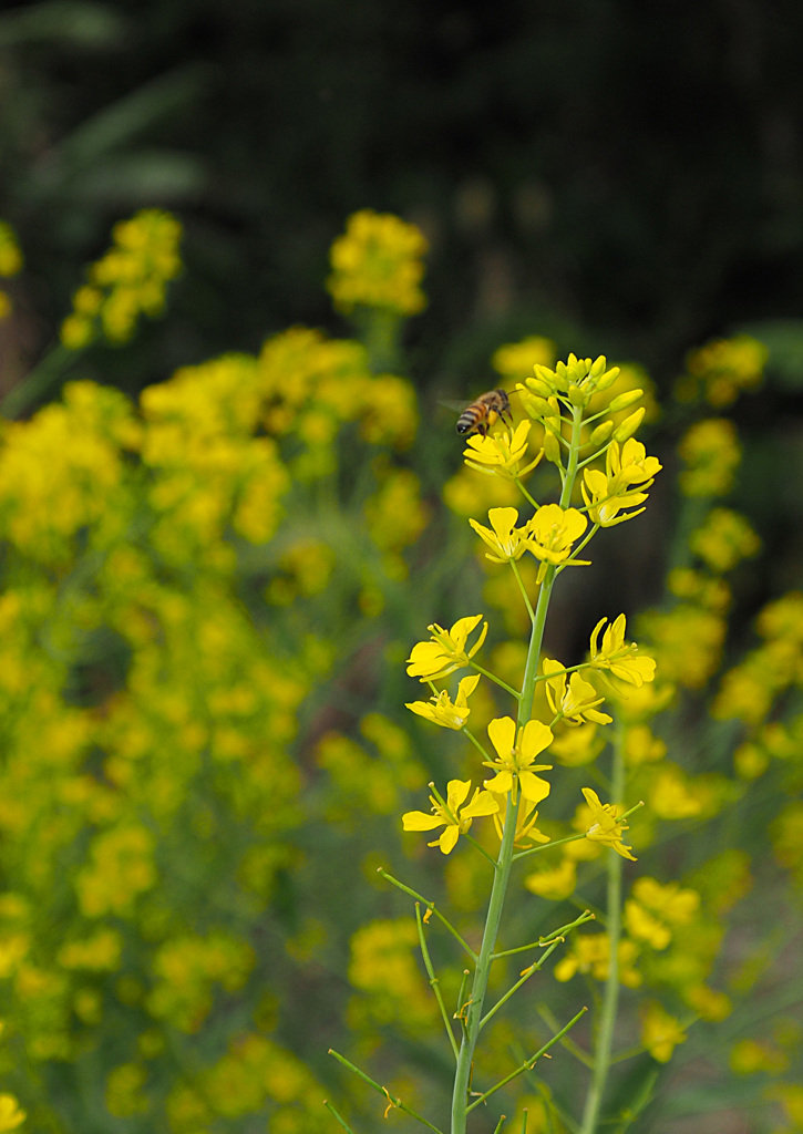 ハチとカラシナ