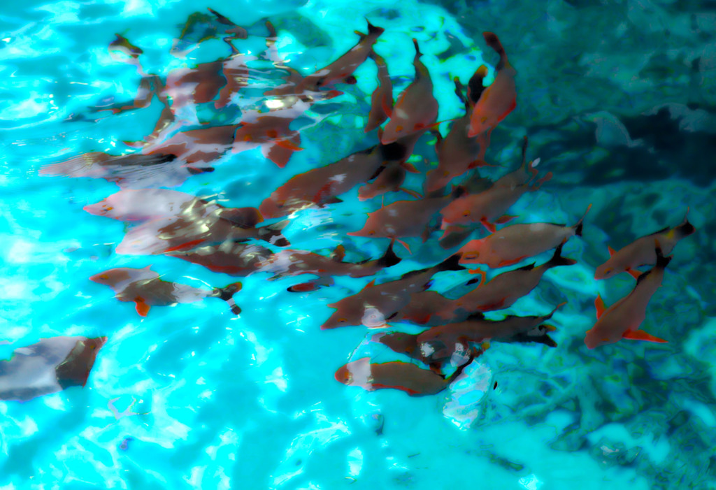 魚の群れ
