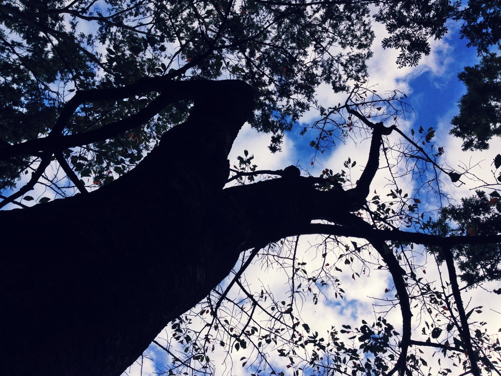木と空