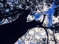 木と空