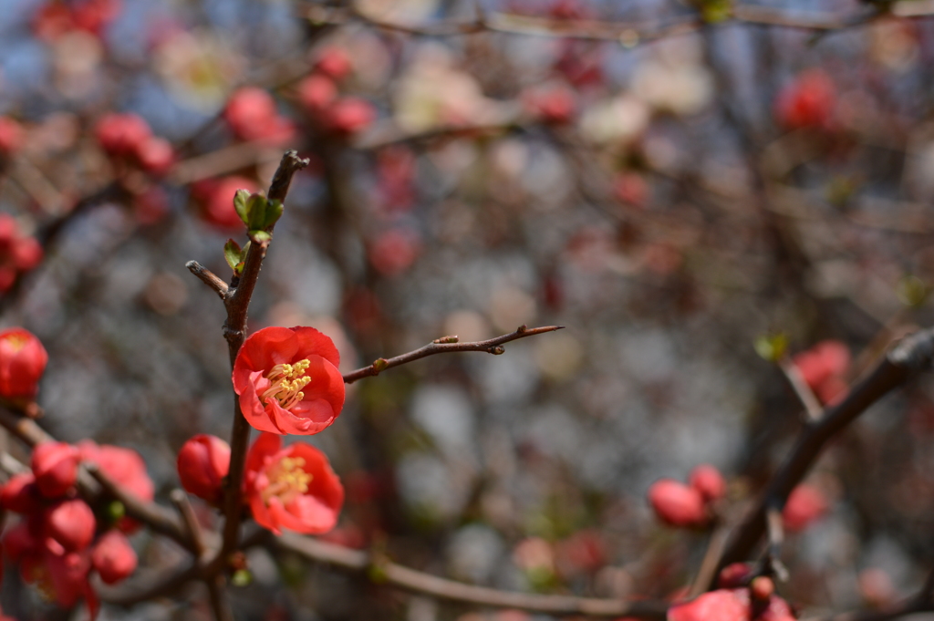 紅い華