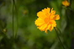 照る花