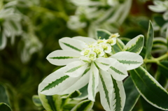 雪の花