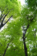 新緑の木陰