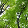 新緑の木陰