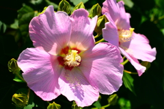 芙蓉さく