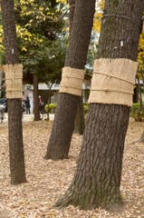 おそろいの腹巻