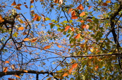 色づく桜の葉と青空