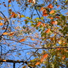 色づく桜の葉と青空