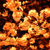 黄金桜