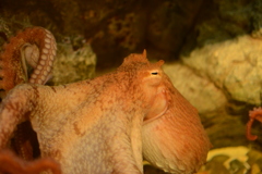思索にふける