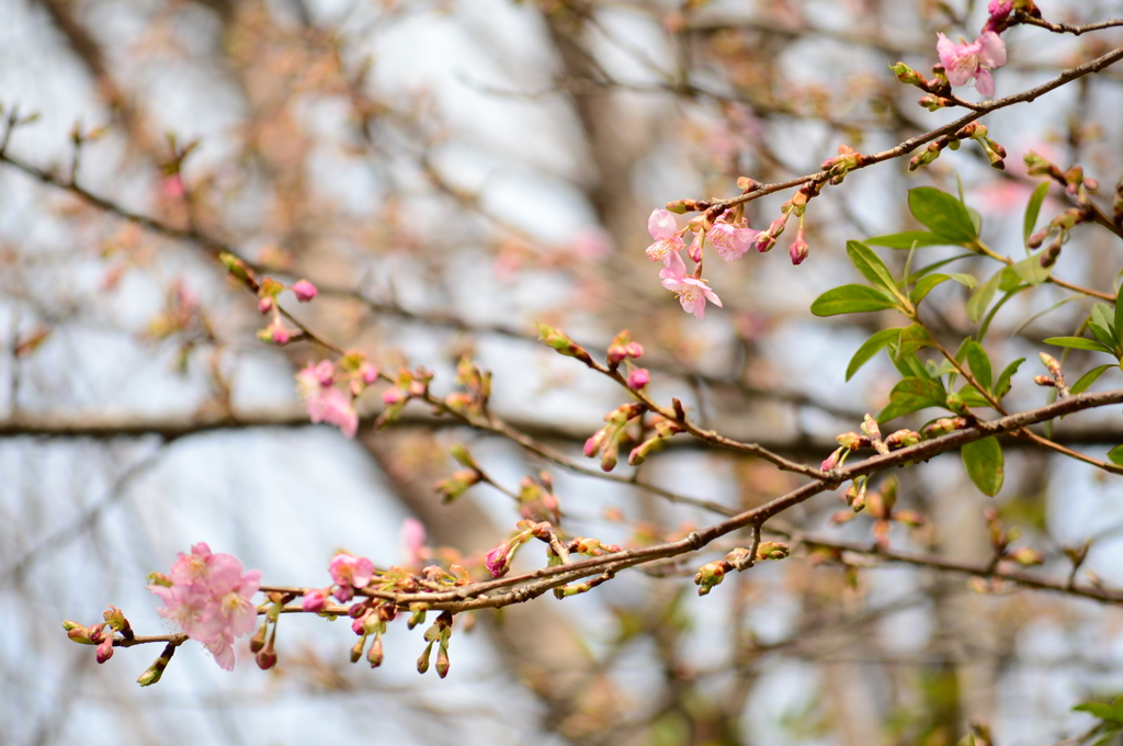 春を呼ぶ淡き花弁のあかいいろ