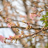 春を呼ぶ淡き花弁のあかいいろ