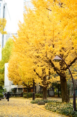 日比谷公園のいちょう並木