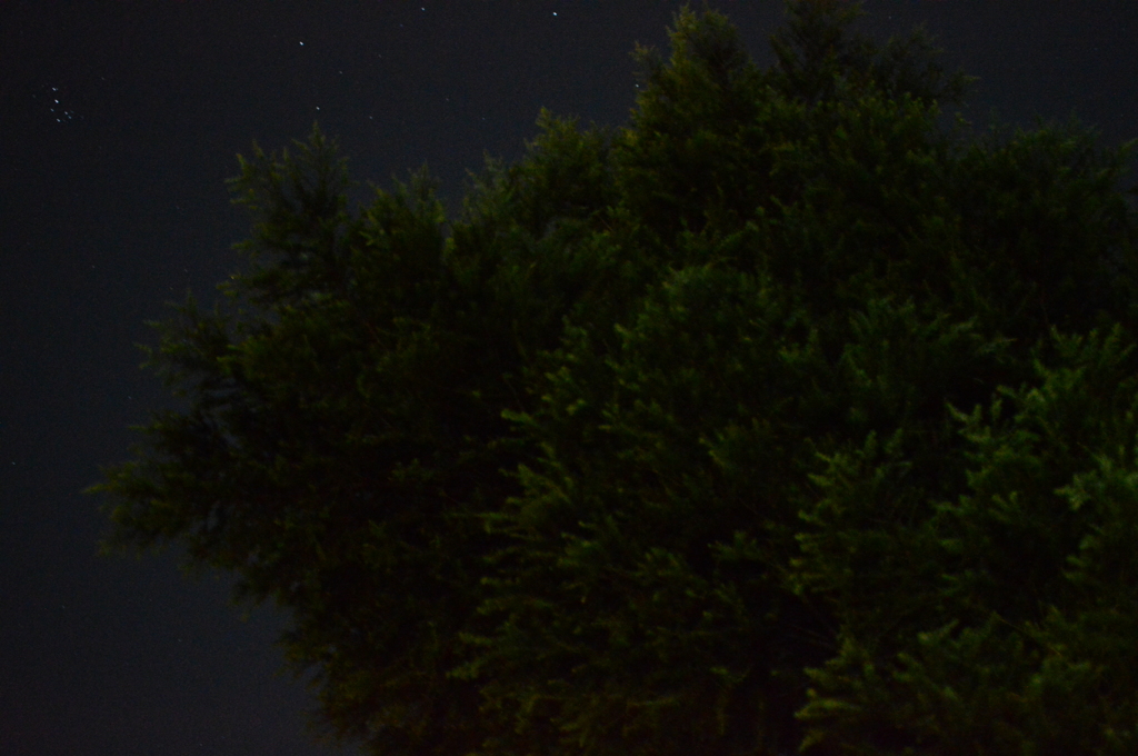 木と星空