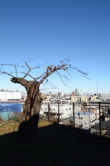 高台の主
