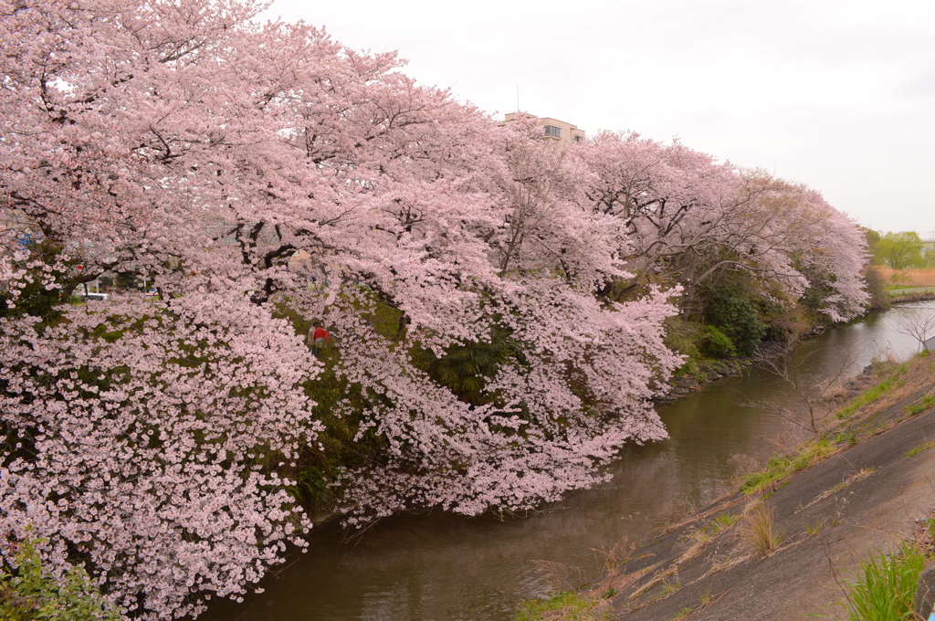曇天・水面・花