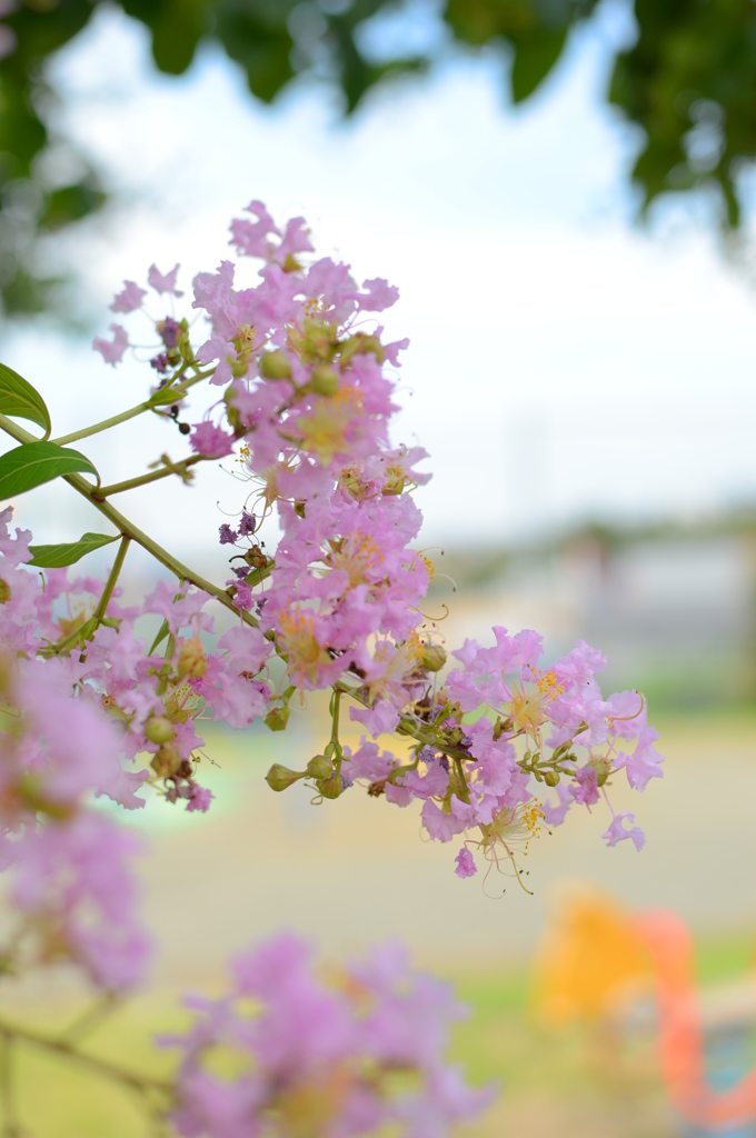 木陰でひと涼み