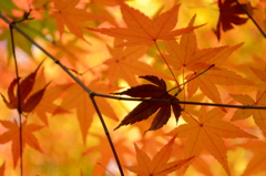 紅一葉
