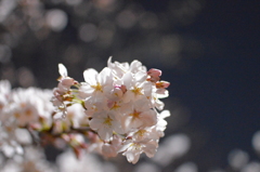 夜光桜
