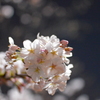 夜光桜