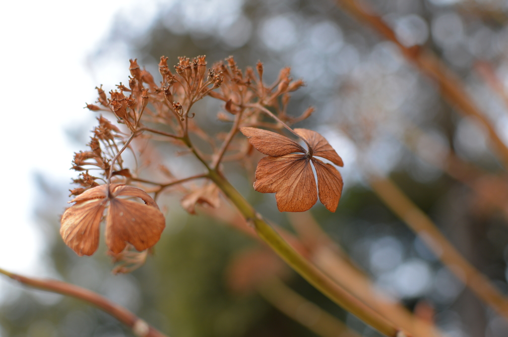 冬枯れ紫陽花