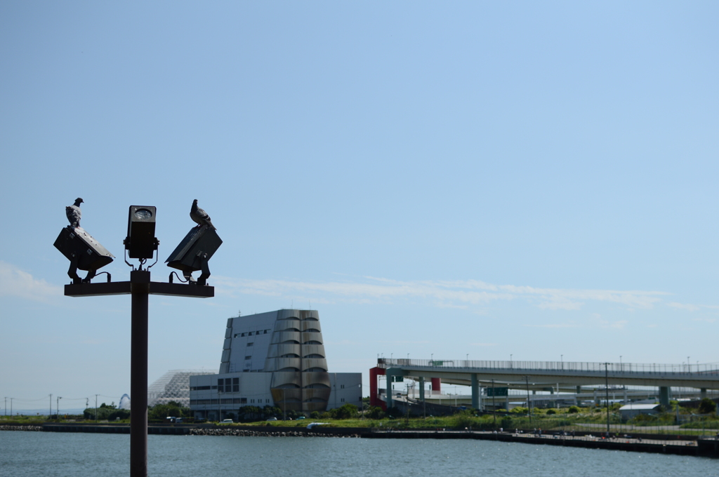 鳩も海を見る