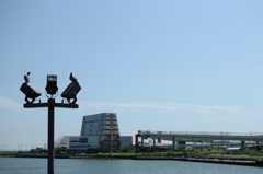 鳩も海を見る