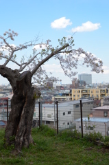強く咲く