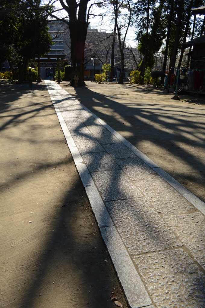 参道・木の影