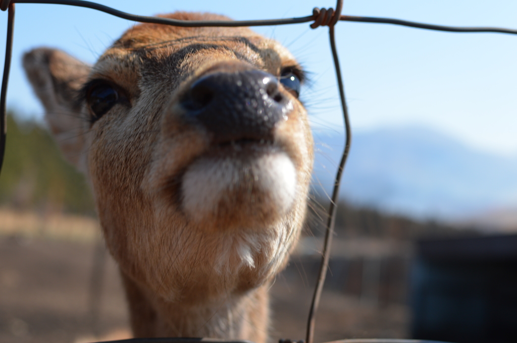 むふふーん