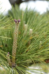 松の花