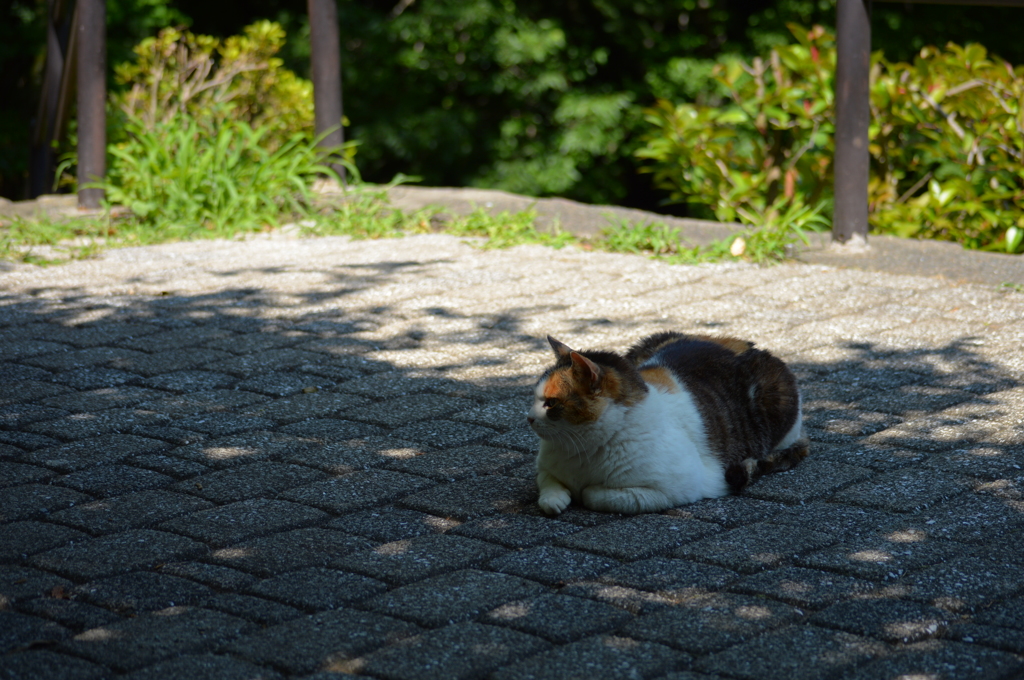 ねこすずむ