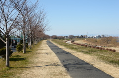 桜並木と土手の道