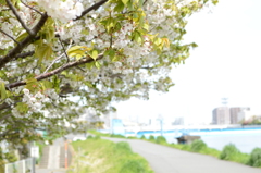 淡き光