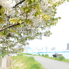 淡き光