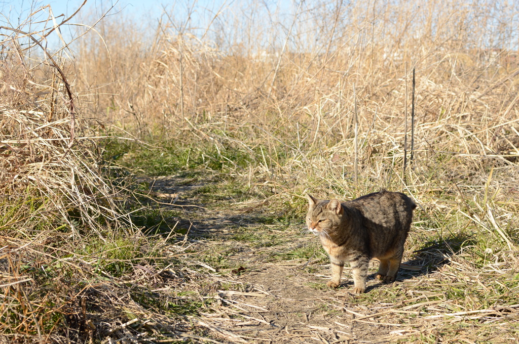 枯れ野の猫