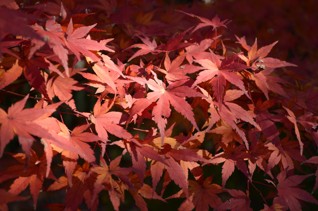 いぶし紅